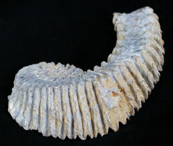 Cretaceous Fossil Oyster (Rastellum) - Madagascar #4924